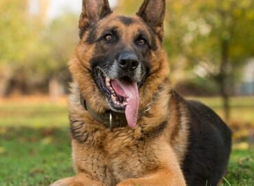 K9 Security Services